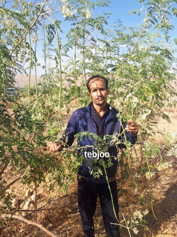 مزرعه مورینگا اولیفرا دمنوش مورینگا اولیفرا طب جو چای مورینگا اولیفرا چای سبز مورینگا
